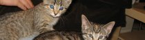 Kitties